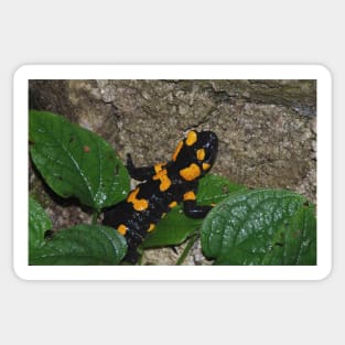 Fire Salamander on Rock Sticker